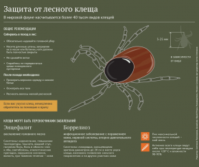 Инфографика. Защита от лесного клеща