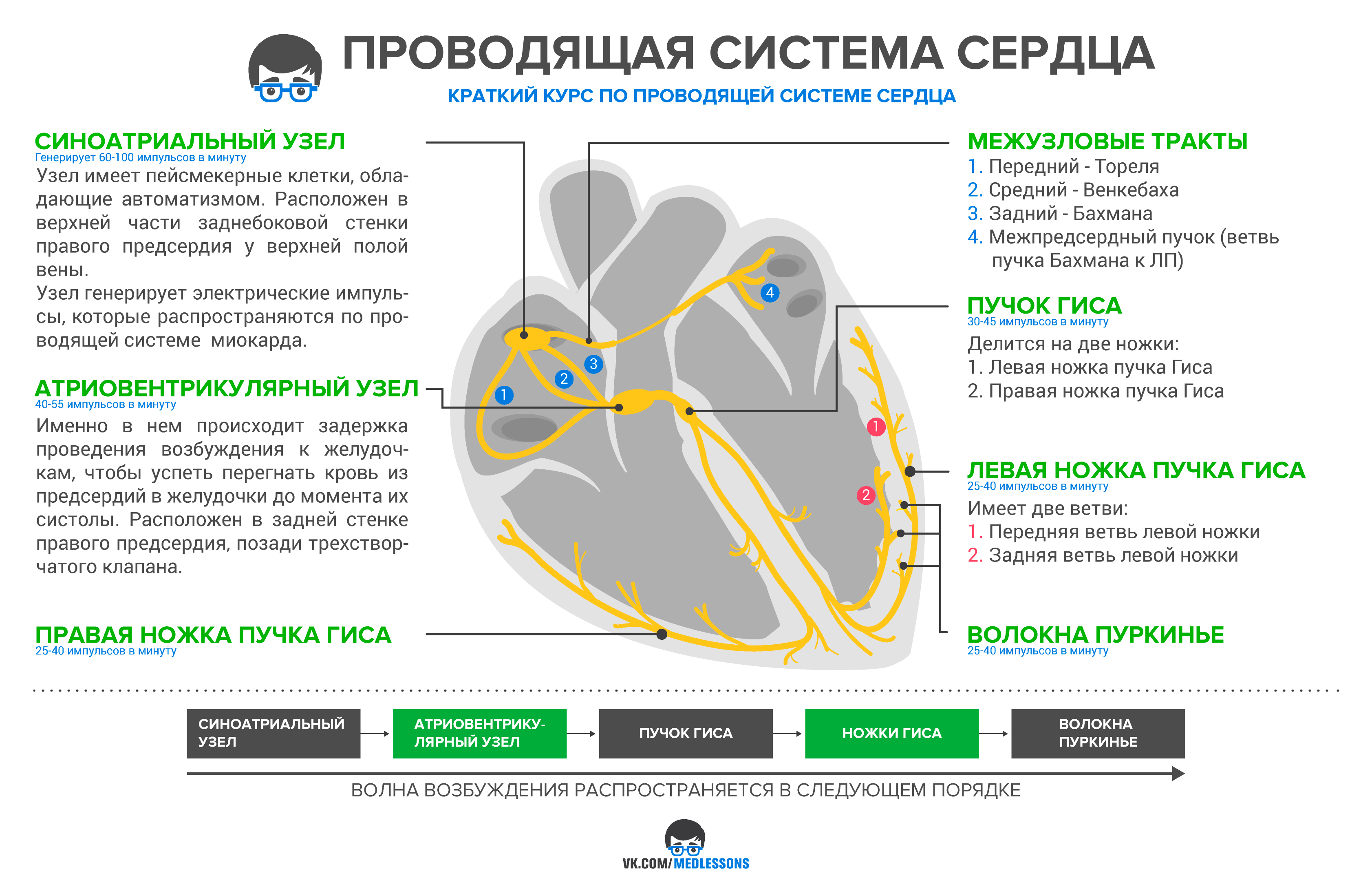 Проводящая система сердца Проводящая система сердца